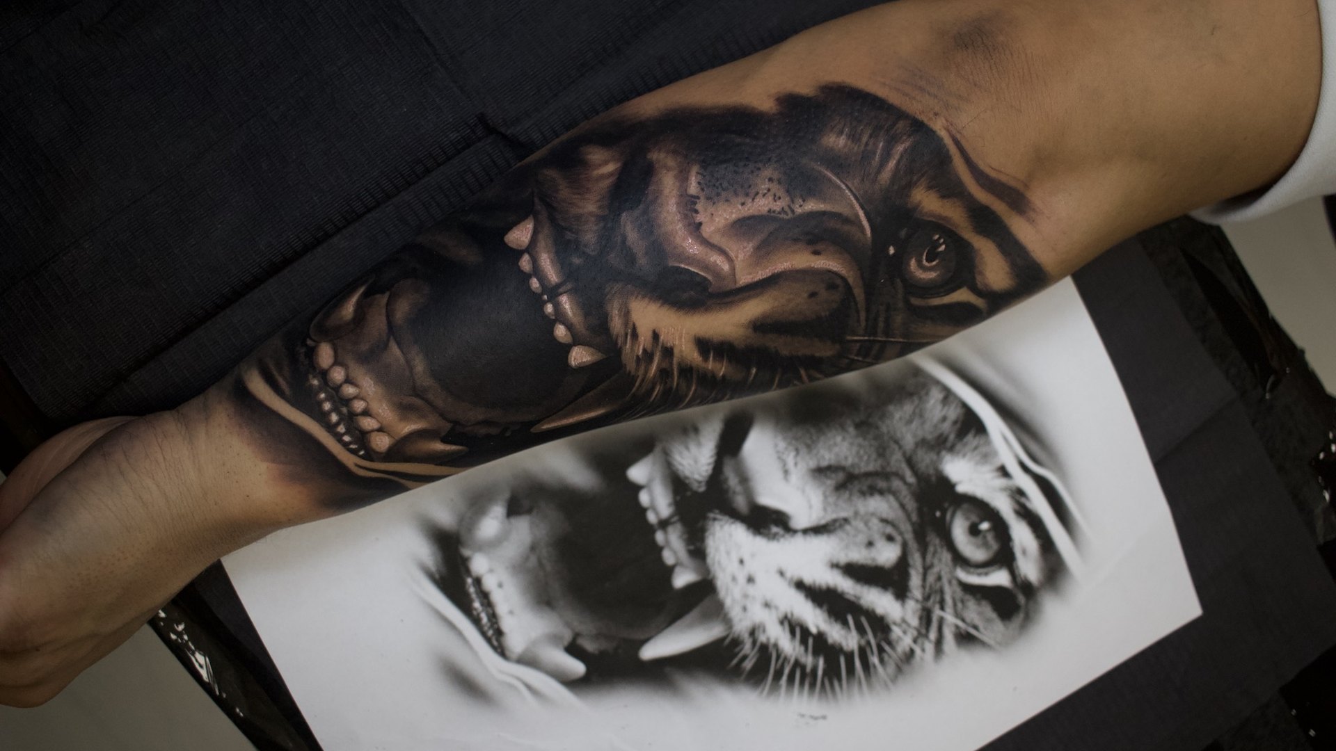 Antebraț tatuat cu un tigru și un craniu în black & grey, lângă referința printată folosită la desen, în studioul Ace Tattoo din București