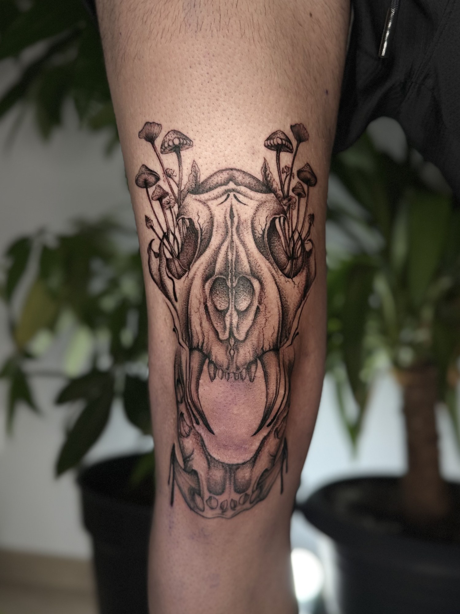 Tatuaj craniu de animal cu ciuperci în dotwork pe gambă, Vlady, guest artist Ace Tattoo București