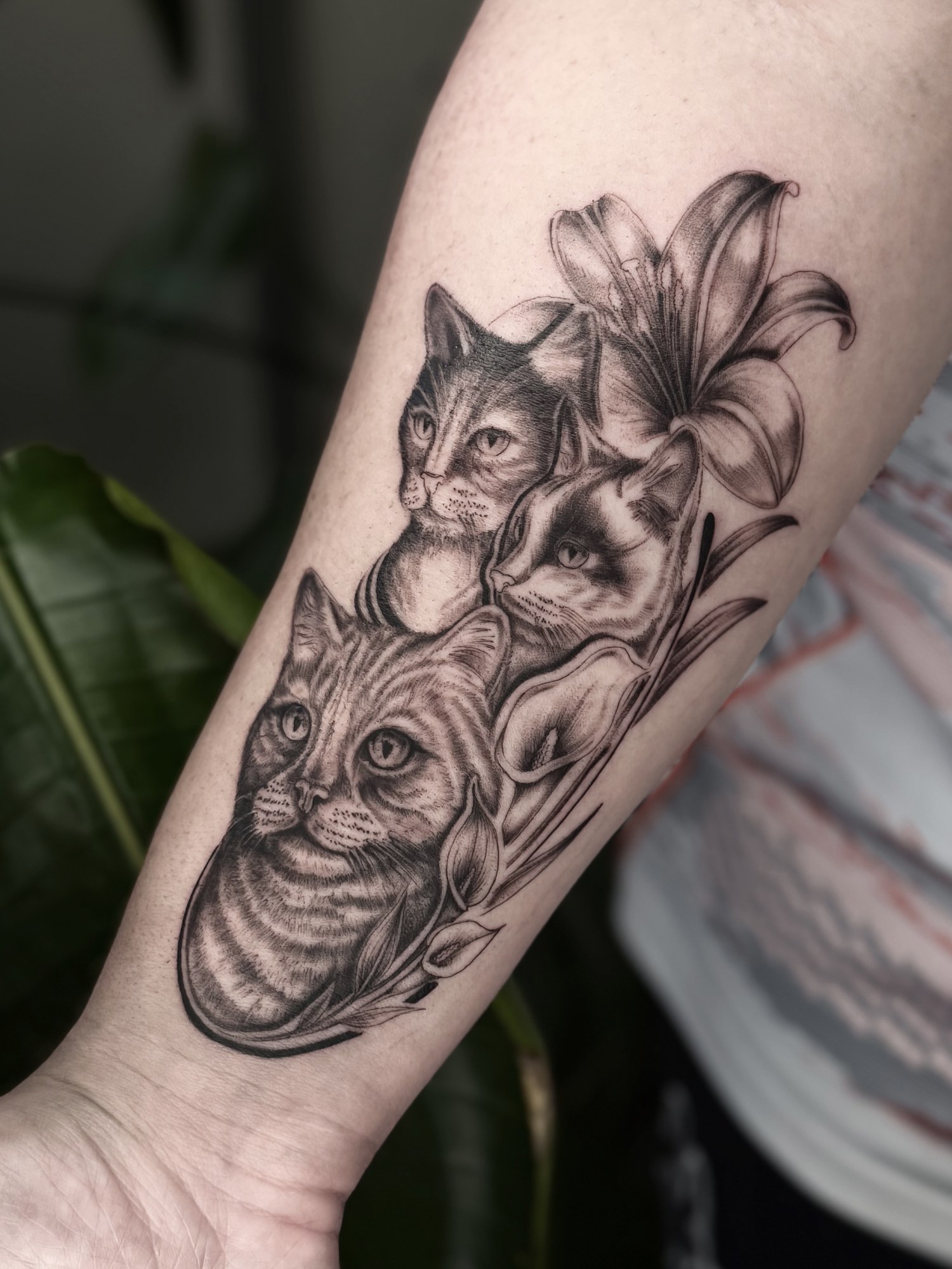Tatuaj portrete de pisici cu crin pe antebraț, fine line, Vlady, guest artist Ace Tattoo București
