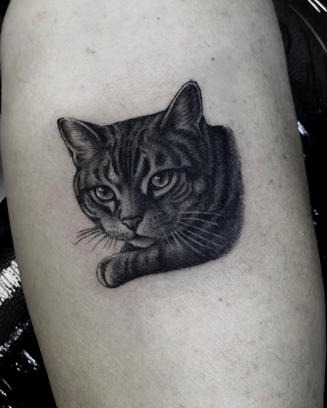 Pisică tigrată realistă, tatuaj black and grey de Rox la Ace Tattoo București