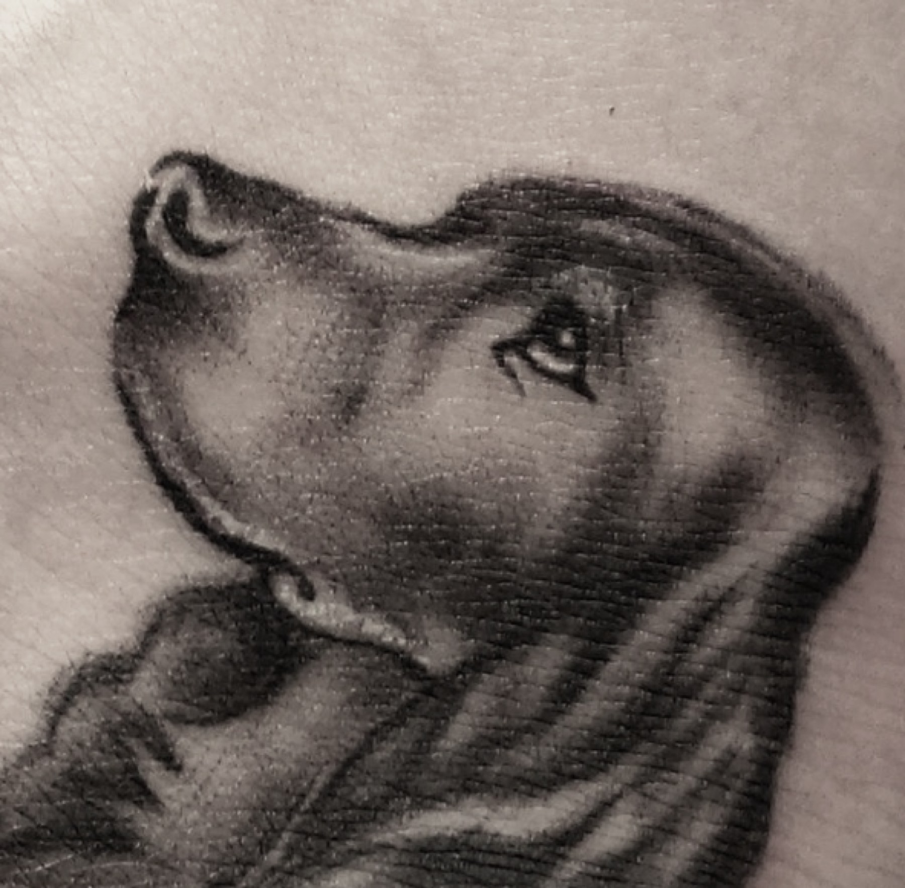 Tatuaj tatuaje microrealism realizat de Vlad Shulea la Ace Tattoo Bucuresti