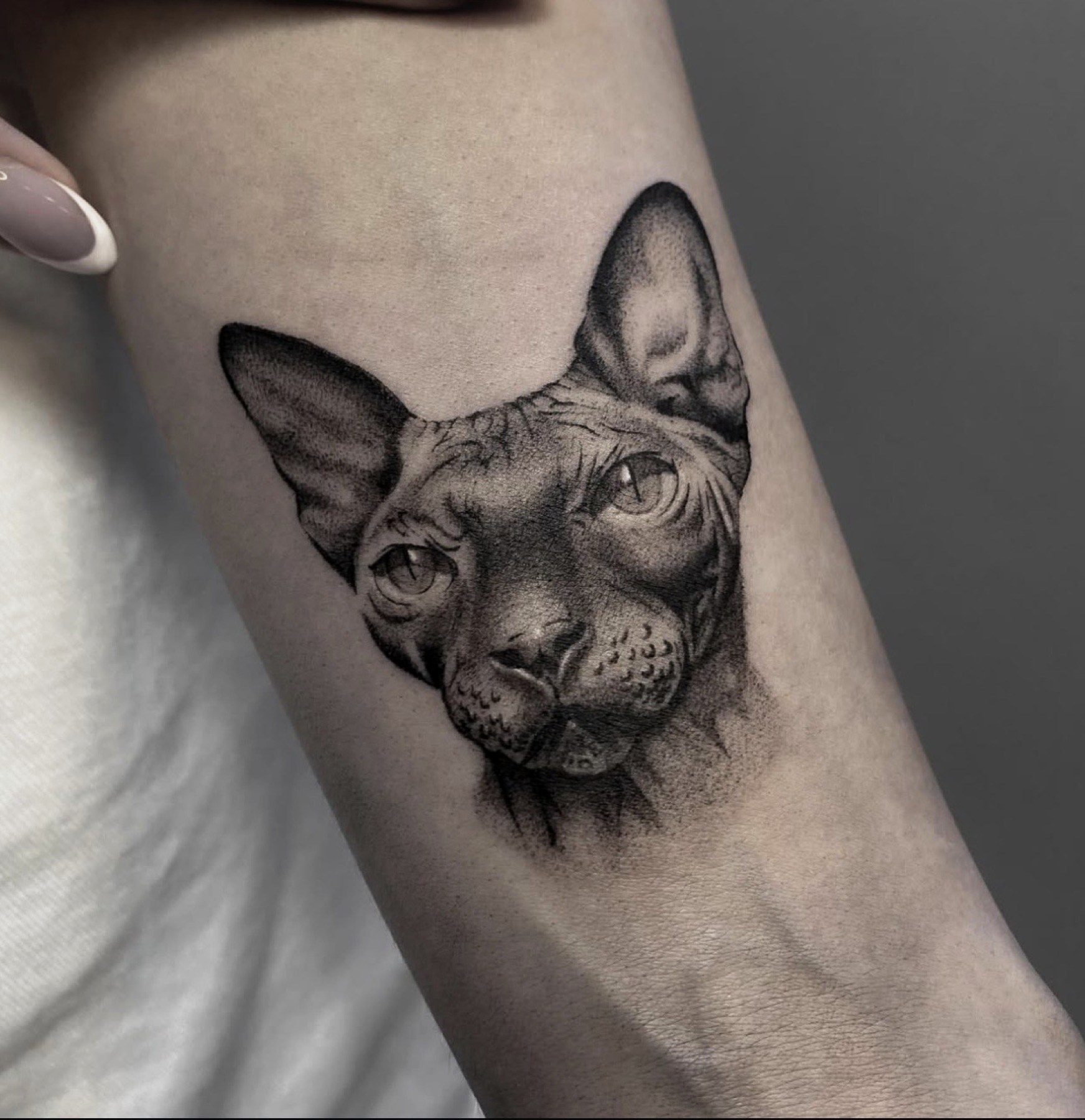 Portret realist de pisică sphynx pe antebraț, black and grey, Rox, Ace Tattoo București